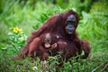 Female the orangutan with the kid on a grass. Royalty Free Stock Photo