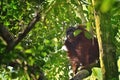 Female orangutan orang-utan - Borneo