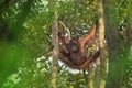 Female orangutan orang-utan - Borneo