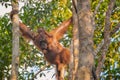 Female orangutan orang-utan - Borneo