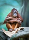 Female orangutan portrait