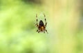 A Female Orb-Weaver Spider Weaving Her Web