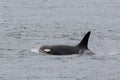 Female Orca Surfacing Royalty Free Stock Photo