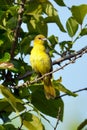 Female Orchard Oriole