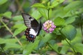 Female Orchard swallowtail butterfly