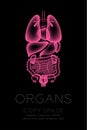 Female Organs X-ray set, Normal concept idea illustration