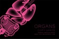 Female Organs X-ray set, Normal concept idea illustration