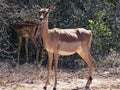 Female Oribi antelope standing alert in front of a Sweet Thorn bush.