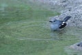 Female Oriental magpie-robin bathing in the pond. Copsychus saularis.