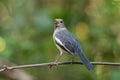 Female Oriental Magpie Robin bird in grey and white screaming lo