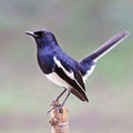 Oriental Magpie Robin