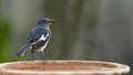 Female Oriental Magpie Robin perching on a clay bowl looking into a distance