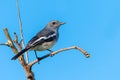 Female Oriental Magpie Robin perching on a perch looking into a distance