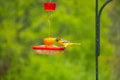 Female Oriole cautiously standing on patrol