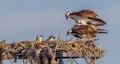 Female osprey holds steady as male bird mates with her