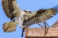 Female Osprey landing in the nest Royalty Free Stock Photo