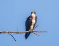 Female osprey looking to the right on a dead branch