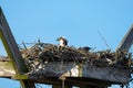Female Osprey in Nest On Top of Eggs
