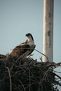 Female Osprey nesting in the wild against a blue sky