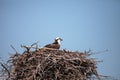 Female osprey Pandion haliaetus perches on a nest