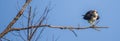 Female osprey perching on a branch