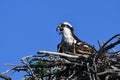 Female Osprey sits at the edge of the nest calling