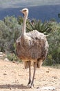 Female Ostrich Royalty Free Stock Photo