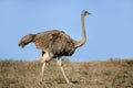 Female ostrich Royalty Free Stock Photo