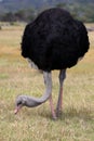 Female Ostrich Bird