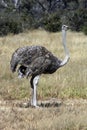 Female Ostrich - Botswana Royalty Free Stock Photo