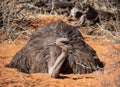 Female Ostrich Royalty Free Stock Photo