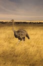 Female ostrich in the ngorogoro crater, Tanzania