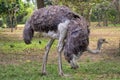 Female Ostrich Forages for Food