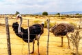 Female Ostrich and Male Ostrich at an Ostrich Farm in Oudtshoorn in the Western Cape Province of South Africa Royalty Free Stock Photo