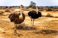 Female Ostrich and Male Ostrich at an Ostrich Farm in Oudtshoorn in the Western Cape Province of South Africa Royalty Free Stock Photo