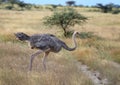 A female ostrich in masai mara Royalty Free Stock Photo