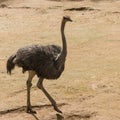 Female ostrich Royalty Free Stock Photo