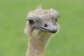 Female ostrich portrait with green background. Royalty Free Stock Photo