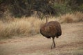 Female ostrich strides along a secluded dirt path, surrounded by lush foliage.