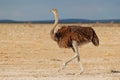 Female ostrich in desert landscape