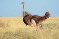 Female ostrich Royalty Free Stock Photo