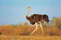 Female ostrich Royalty Free Stock Photo