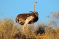 Female ostrich Royalty Free Stock Photo