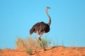 Female ostrich