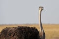 Female common ostrich struthio camelus Royalty Free Stock Photo