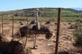 Female ostrich threat display