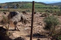 Female ostrich threat display