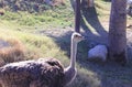 A female Ostrich in a zoo habitat Royalty Free Stock Photo