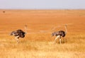 Female ostriches, Amboseli park, Kenya Royalty Free Stock Photo