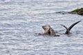 A female otter and her large pup cavort in the sea near Clover Point